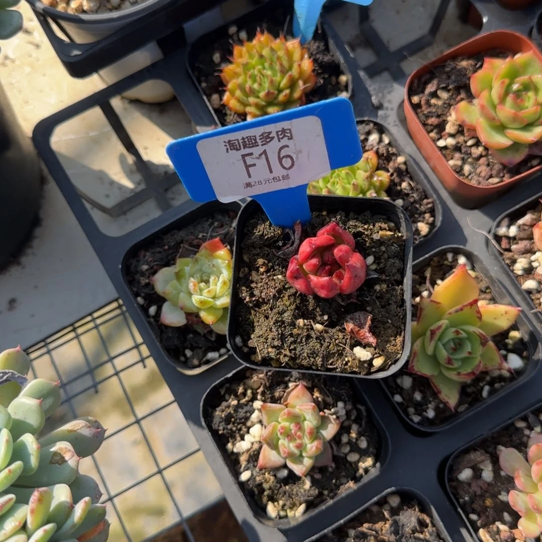 多肉植物乌木系列