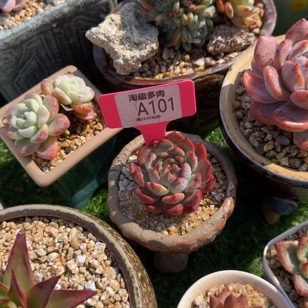 多肉植物伊利斯井