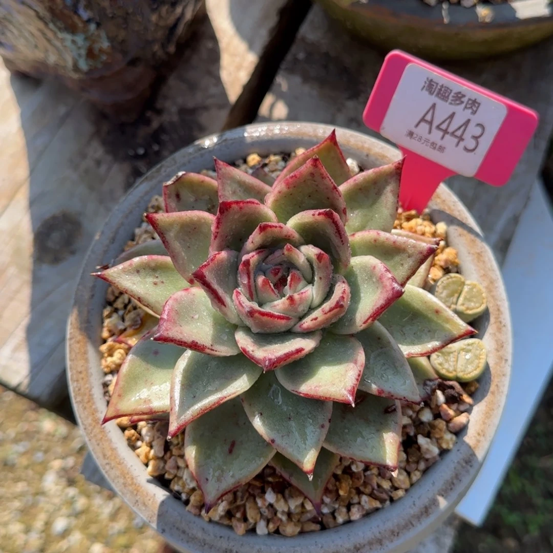 多肉植物乌木系列