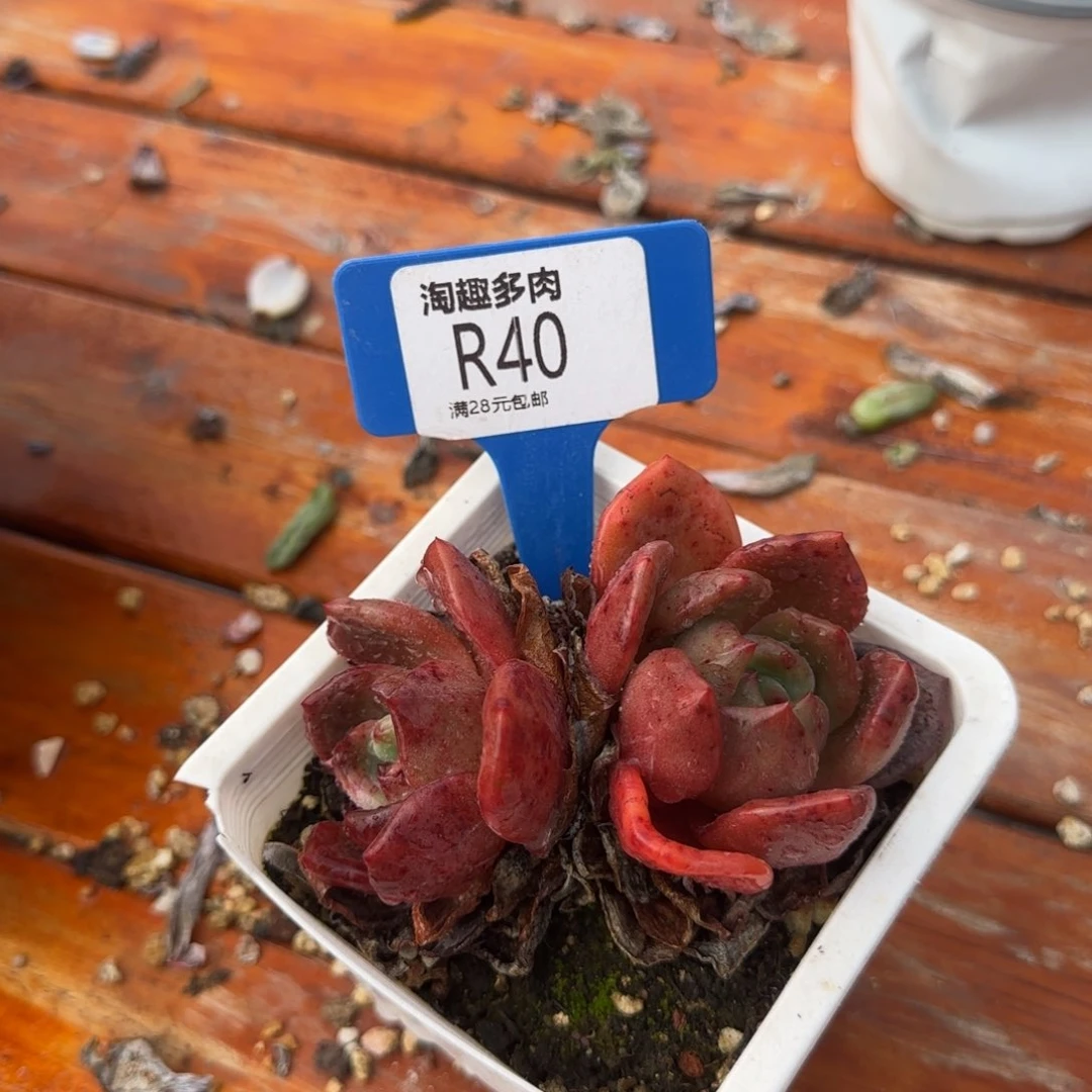 多肉植物Q城上头