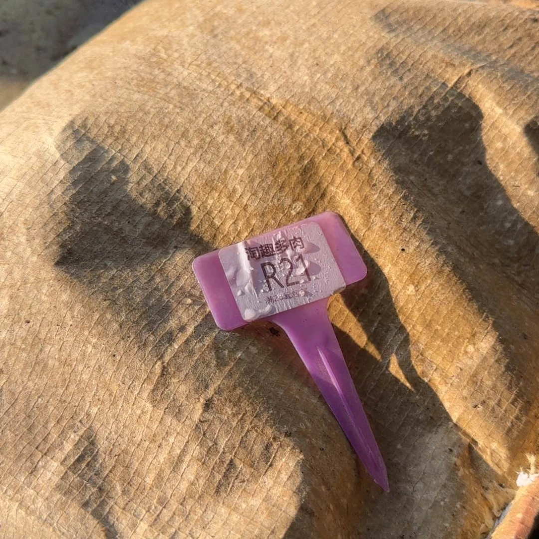 多肉植物品质你看图