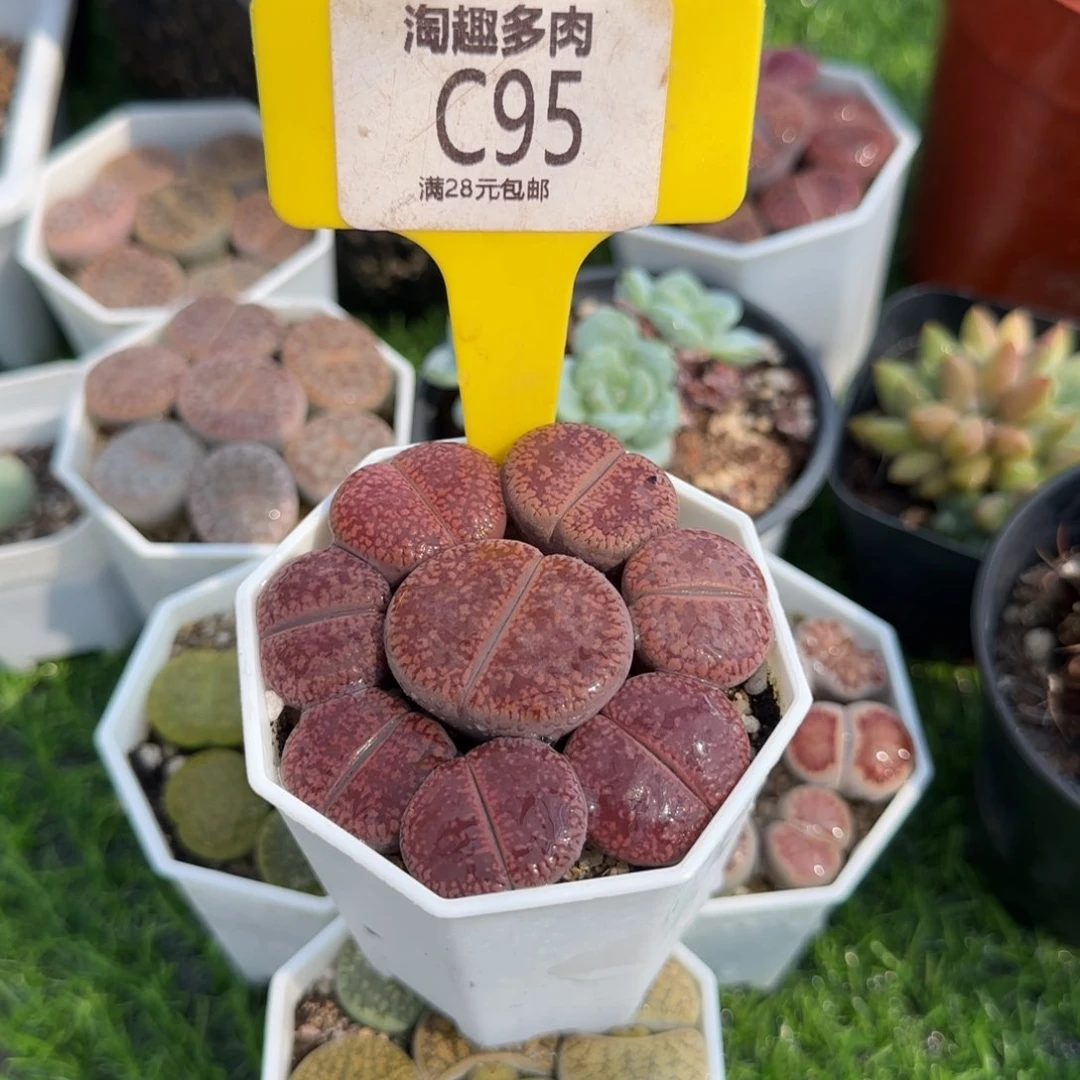 多肉植物生石花系列红日轮