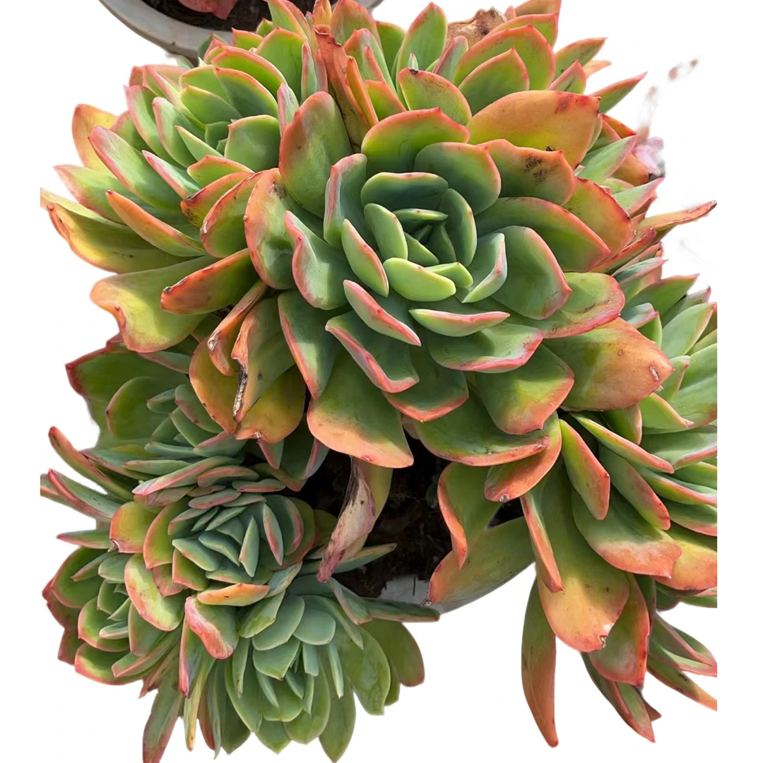 精品多肉植物 绮罗