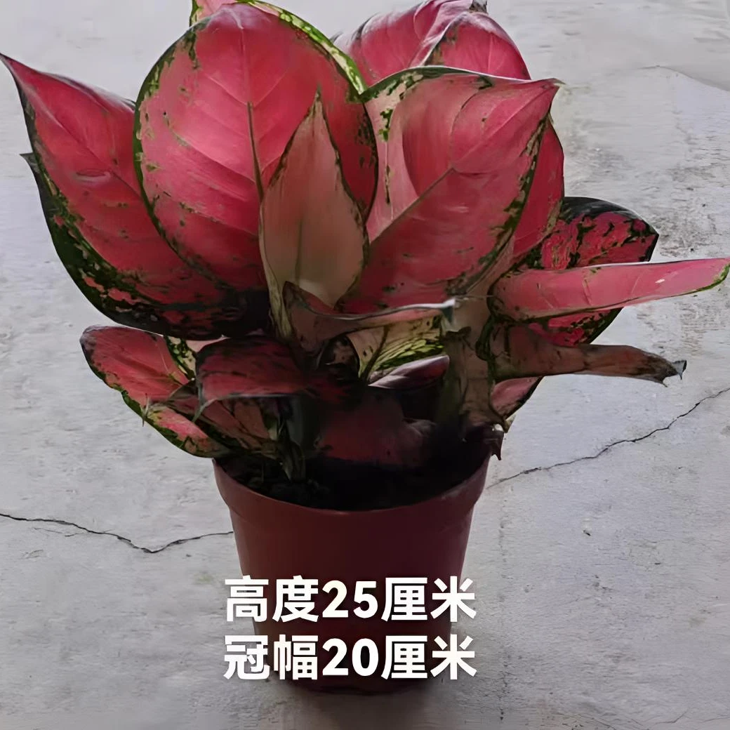 如意皇后吉利红盆栽办公室内吸甲醛小绿植懒人水培植物好养易成活
