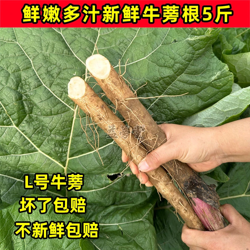 原产地新鲜牛蒡根L号5斤鲜嫩多汁自产自销家乡特产