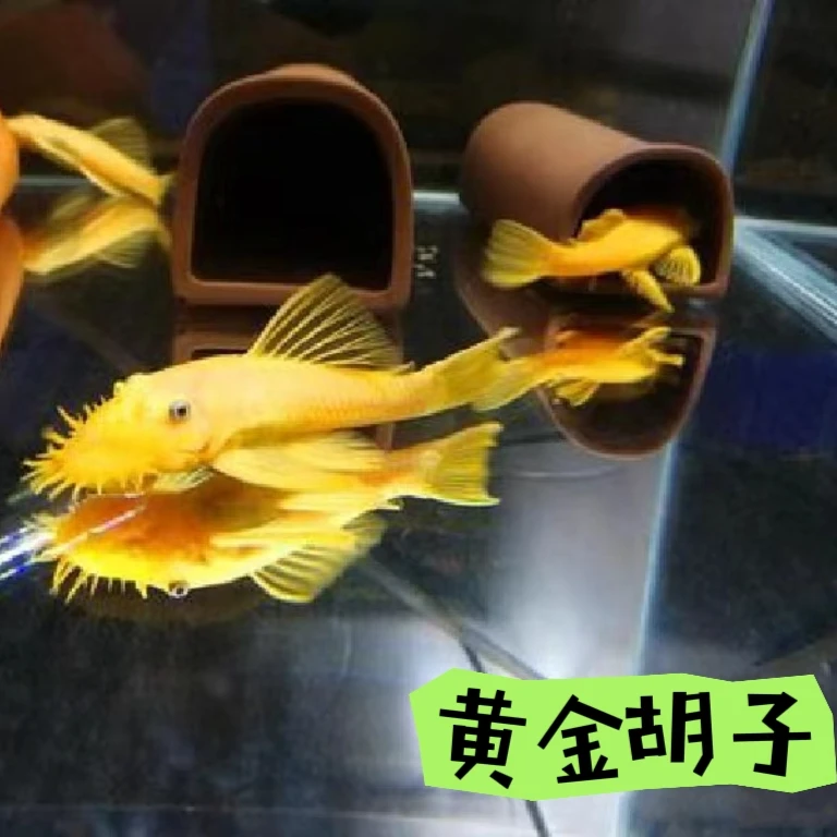 黄金胡子 乌市发货 淡水观赏鱼小型热带鱼清洁鱼吃垃圾疆内包邮