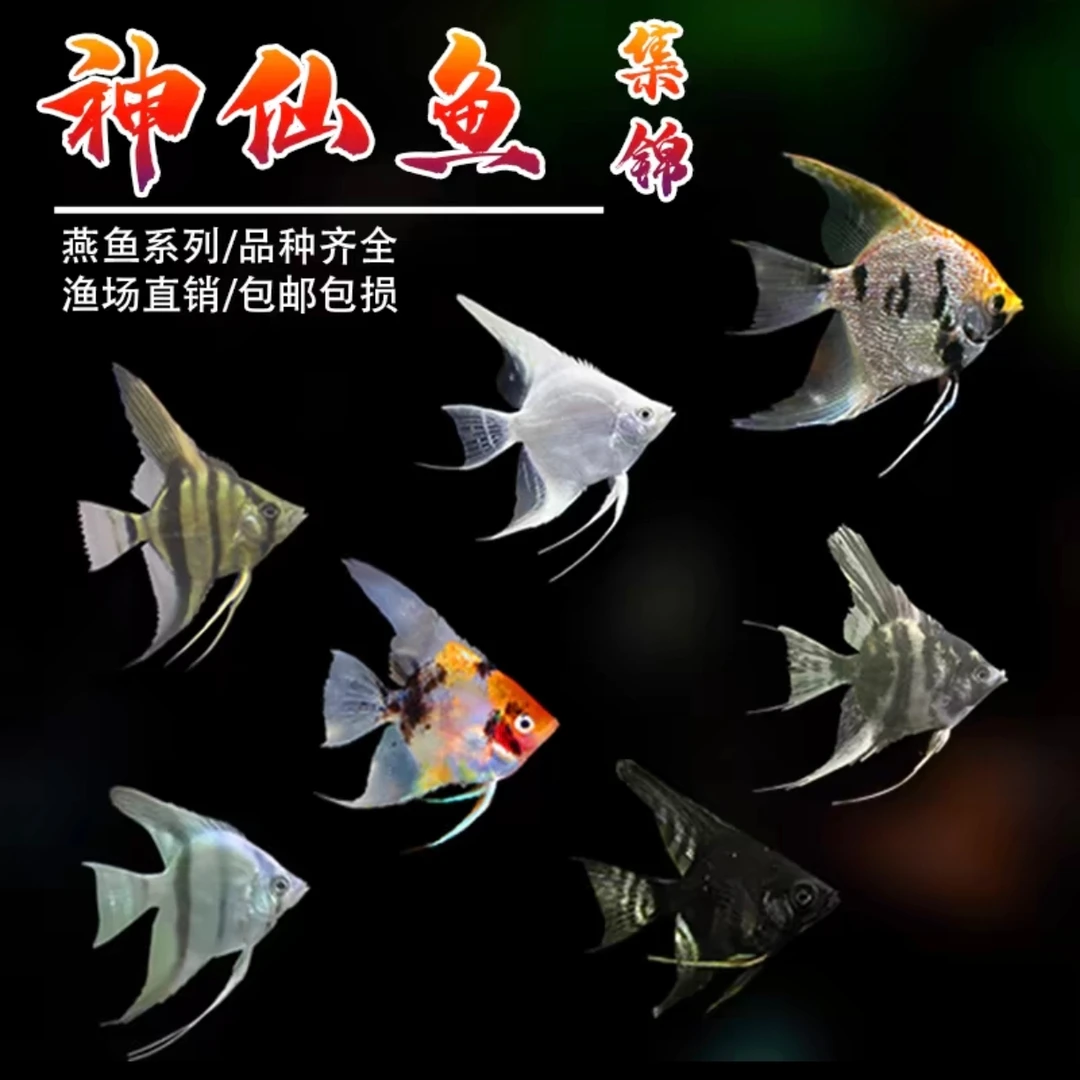 燕子观赏鱼 乌市发货 墨燕秘鲁淡水观赏鱼小型热带鱼大冷水鱼