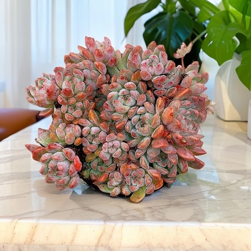 12#霜花 多肉植物【满15包邮】以直播实物为准养护耐寒裸根季节种植