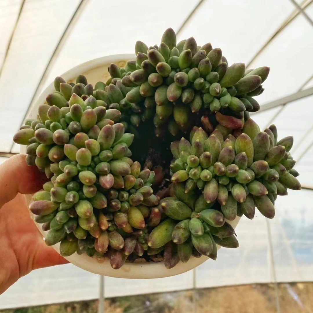 千代田之松缀化 12.16日新品 带盆 多肉【满15包邮】以直播实物为准