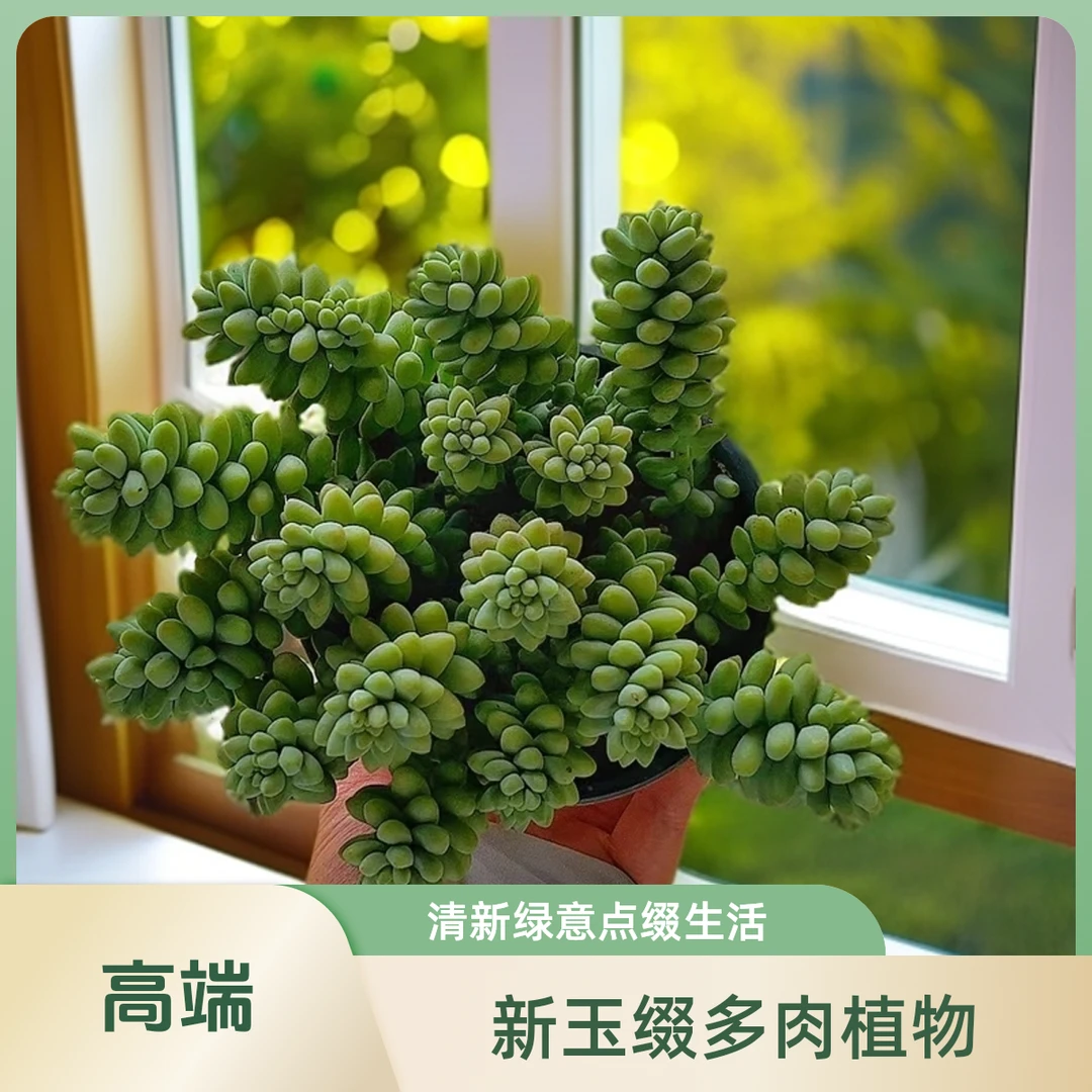 彩虹玉坠 带盆土发货 散群 多肉植物【满15包邮】新手好养 养护耐寒