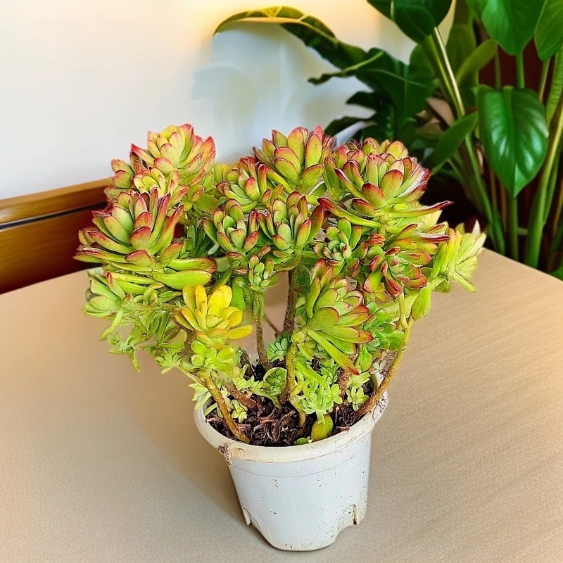 叮当景  大群生 多肉植物【多肉满19包邮】自然景养护耐寒裸根季节