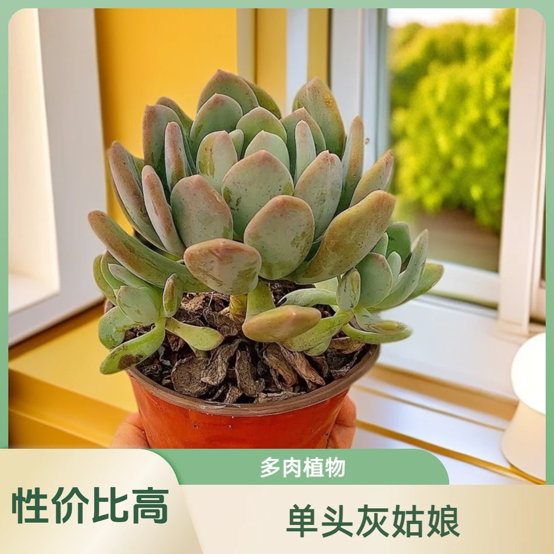 12#灰姑3颗  脱土发货 多肉植物【满15包邮】新手 好养 红色