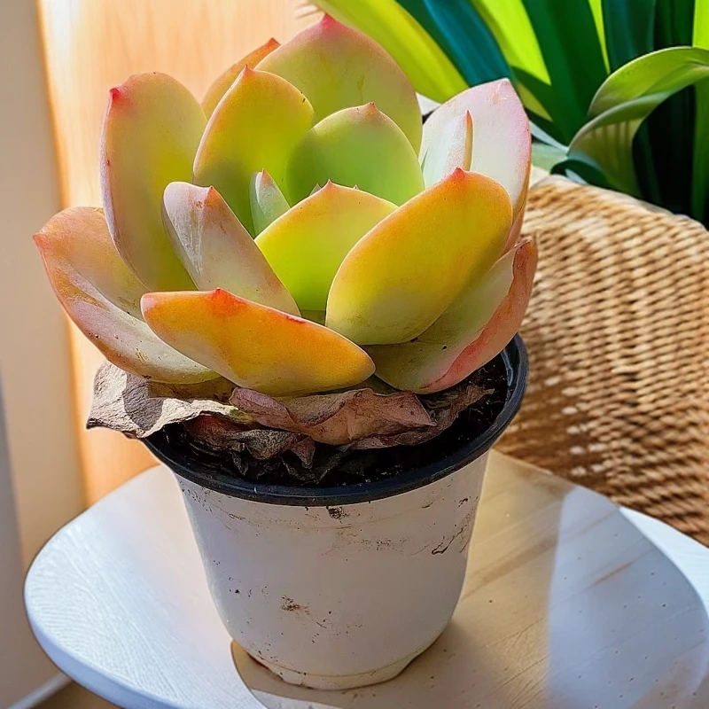 血凤 5颗 带盆土 4.7日新品 多肉植物【满15包邮】易老桩好养新手