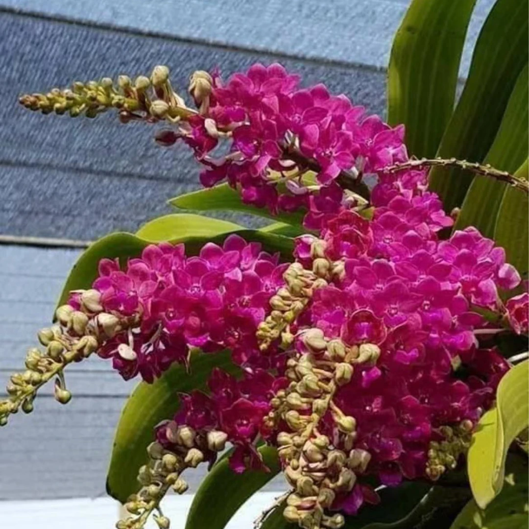 【南诏优选】 红宝石象兰，花大艳丽，爆花量大，花期长，花香浓郁