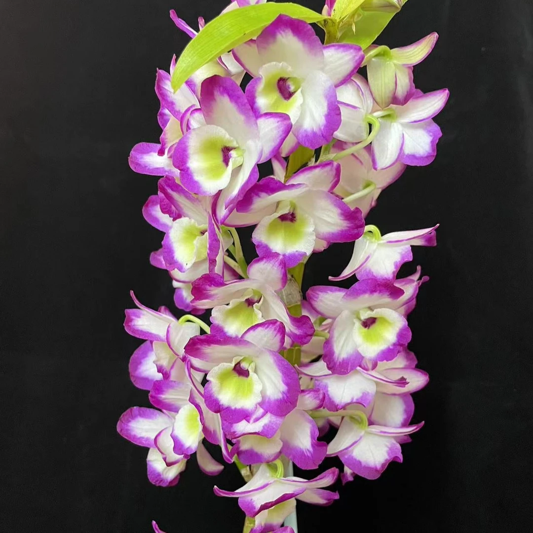 【南诏优选】中华牡丹春石斛兰（小苗），养护难度低，花香爆花量大
