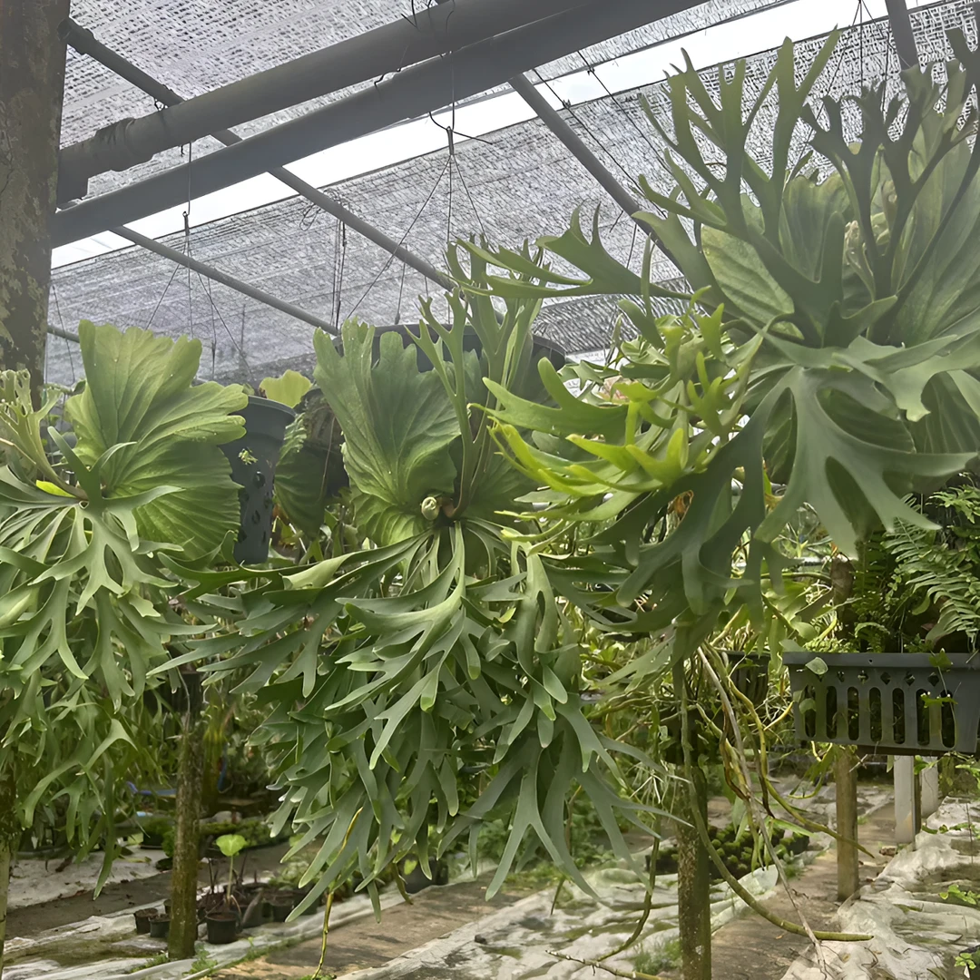 【南诏甄选】鹿角蕨 直播间专属链接  一物一拍 5棵
