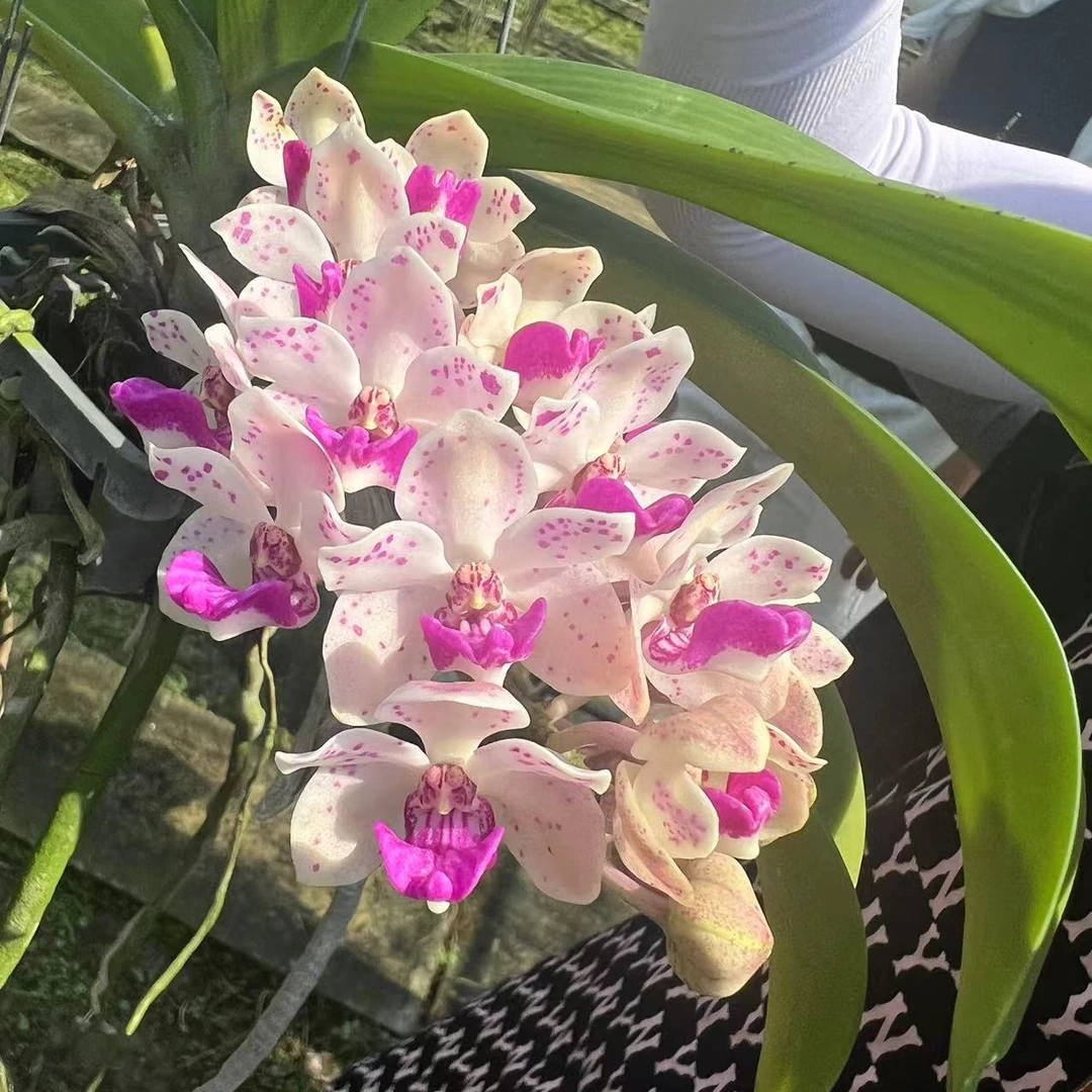 【南诏优选】恩柴斯里象兰，花大艳丽，爆花量大，花香期长，稀缺
