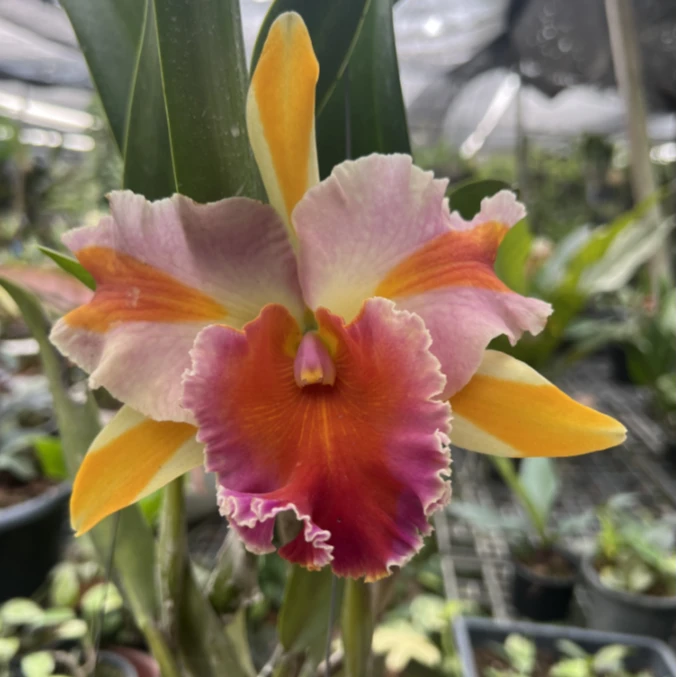 【南诏甄选】泰国大花卡特兰 魔术师(小盆)养植难度低,花香稀缺白色