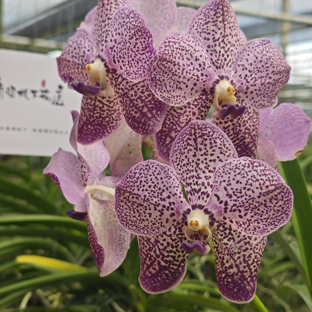 【南诏三级】泰国 库瓦迪紫点万代兰 Kulwadee purple spot 易养护