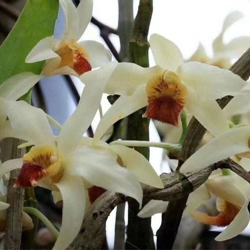 【南诏优选】尖刀唇石斛兰种，植成活养护难度低，花香花期长