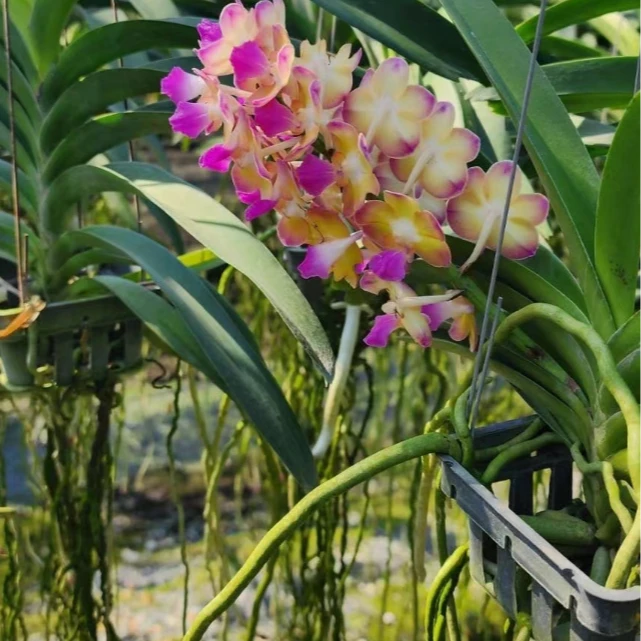 【南诏优选】玛恩雅立梗 万代兰，植成活养护难度低，花香花期长