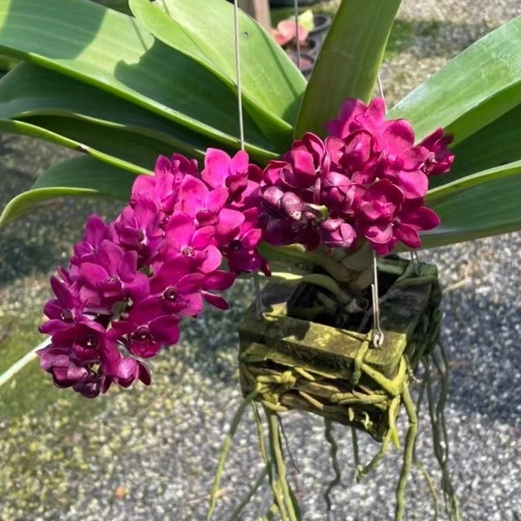 【南诏优选】泰国红象兰（单苗），花色艳丽，爆花量大，花期长，花香浓郁