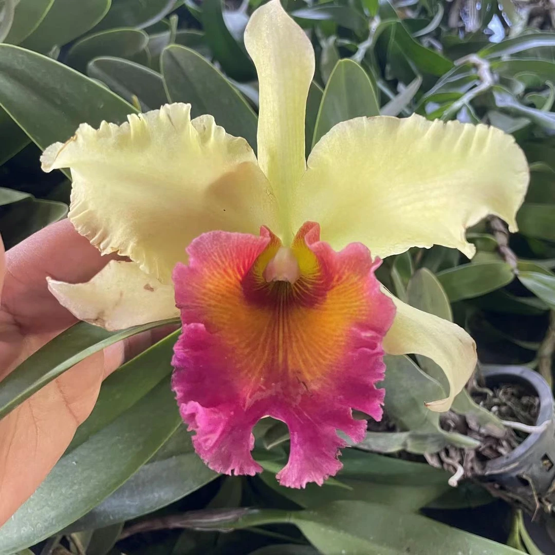 【南诏优选】泰国 金秋卡特兰，花香花大，艳丽
