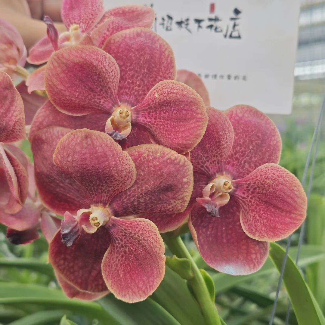 【南诏三级】泰国 素万那普豆沙万代兰，植成活养护难度低，花期长