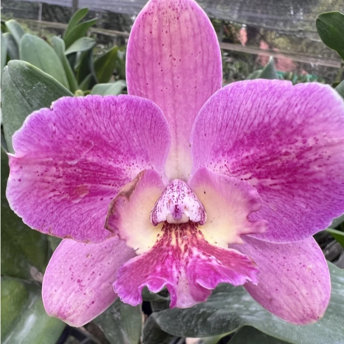 【南诏甄选】泰国大花卡特兰洋兰 巴莫王妃，养植难度低，花香 稀缺