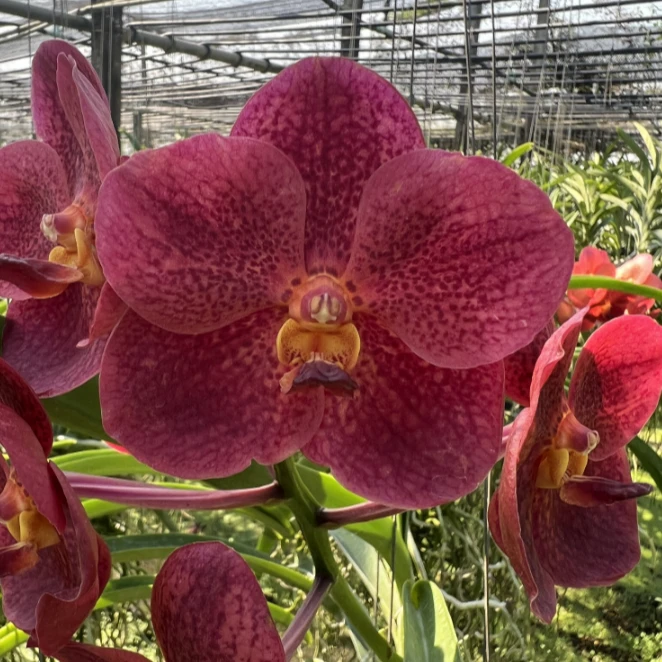 【南诏二级】幸福万代兰,饱满的枣红色花,花大艳丽,爆花量大,花期长