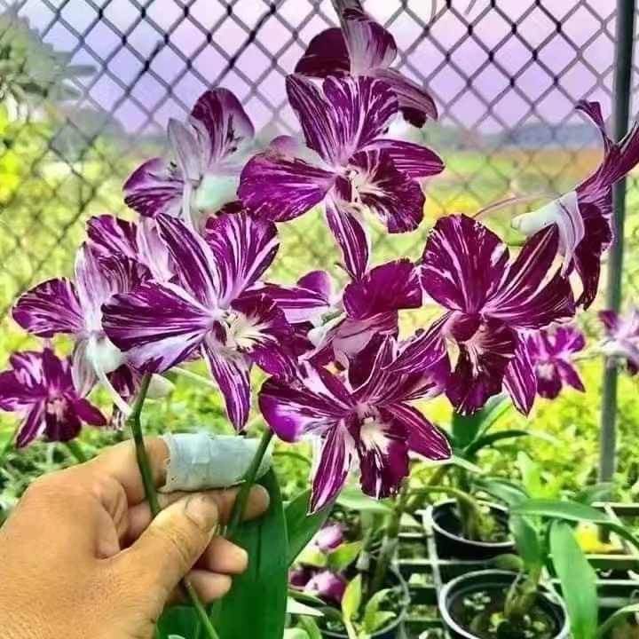 【南诏甄选】油画秋石斛，独特稀有，花期超长