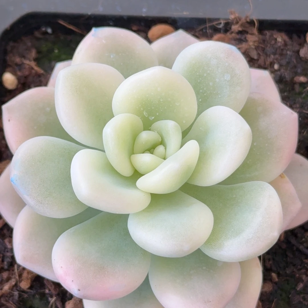 若桃 安吉园艺锦锦