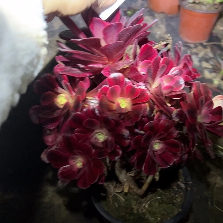 法师植物链接一物一拍24