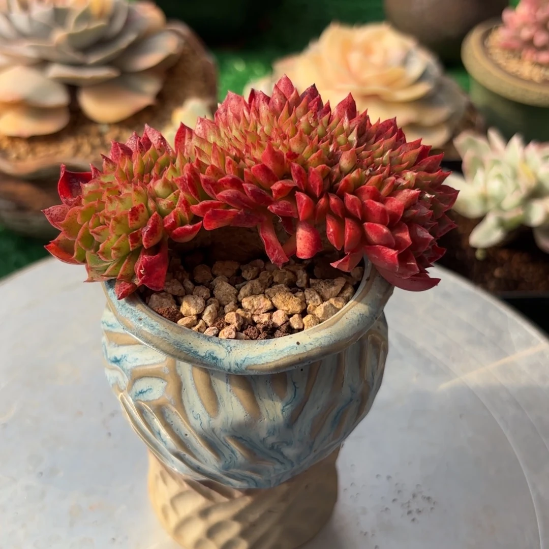 罗西玛缀化一物一拍