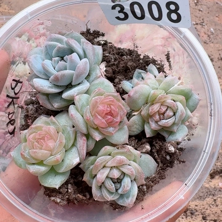 海***?多肉植物多肉植物