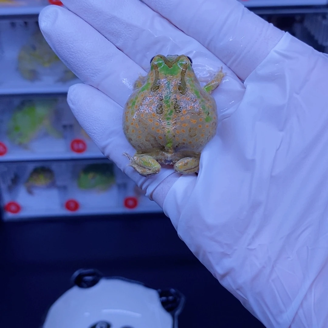 角蛙角蛙3-10cm闪购专享链接