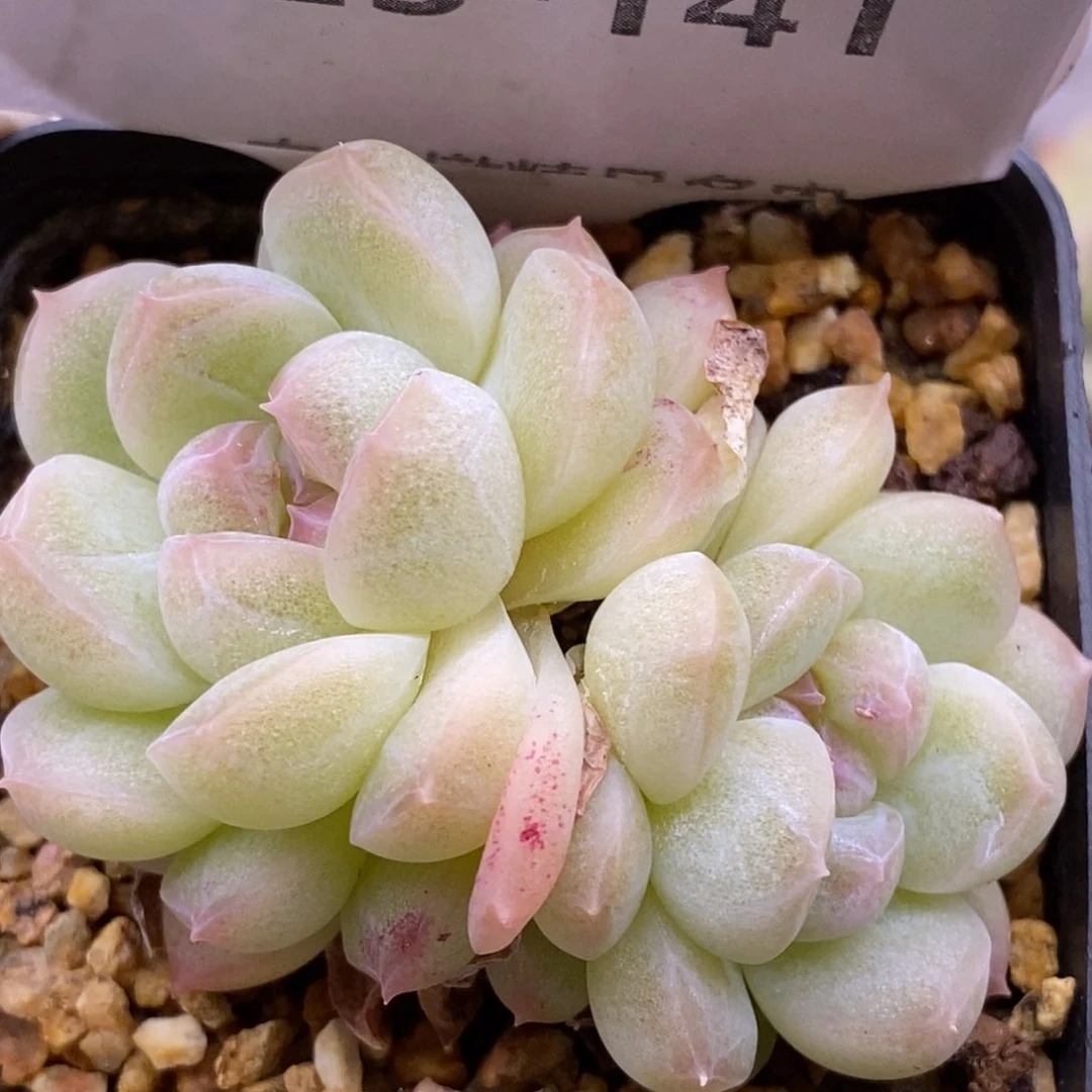 【闪购商品】23-141蜡像