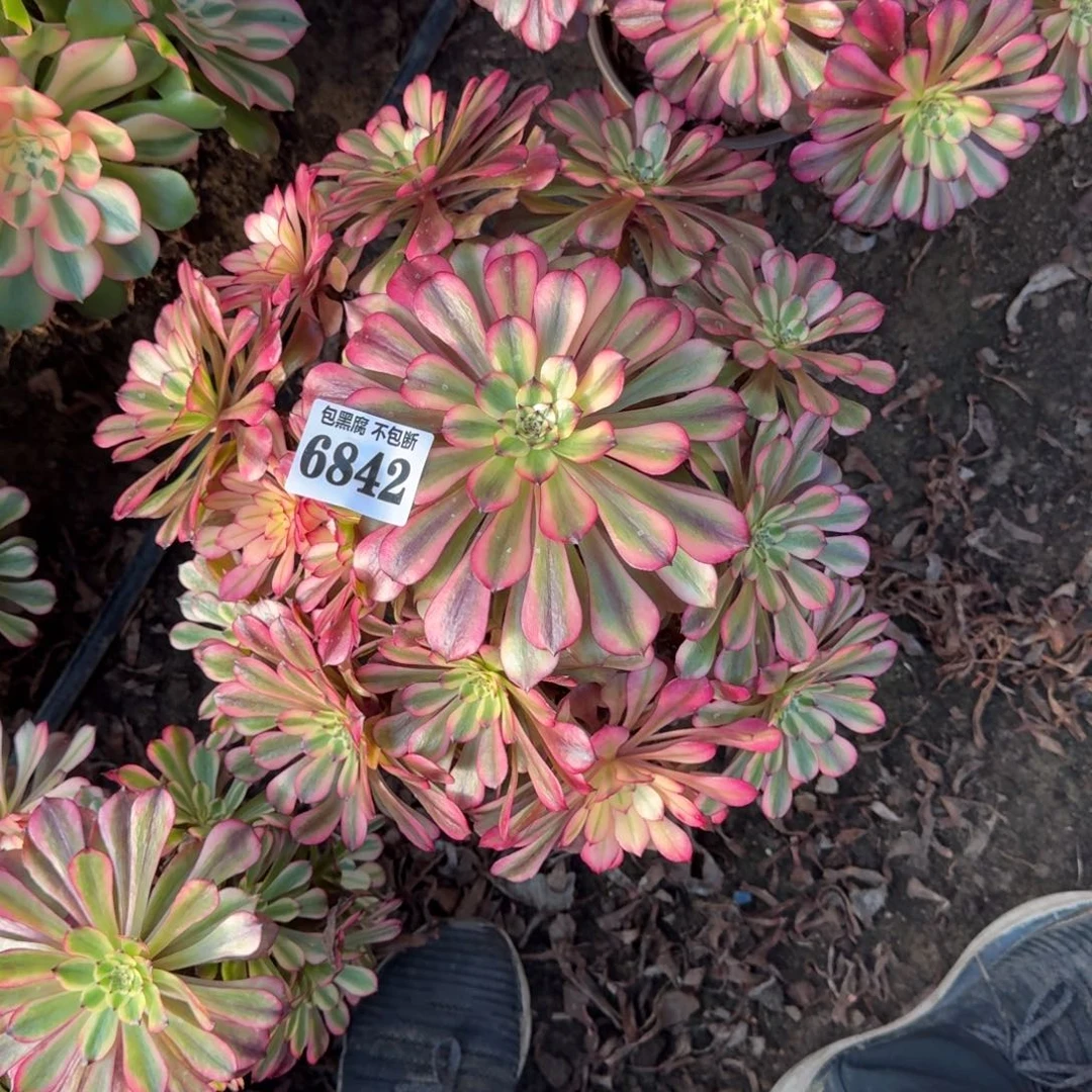 法师美肌6842 19-26