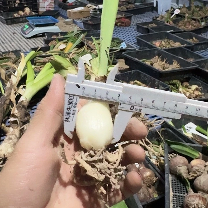 大乔朱顶红一棵3.2