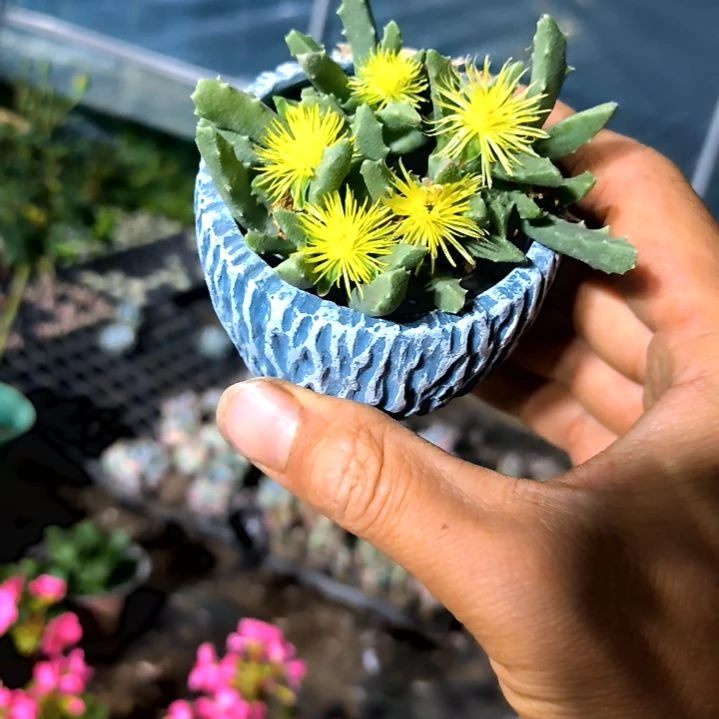 满9元包邮，，芳香波群