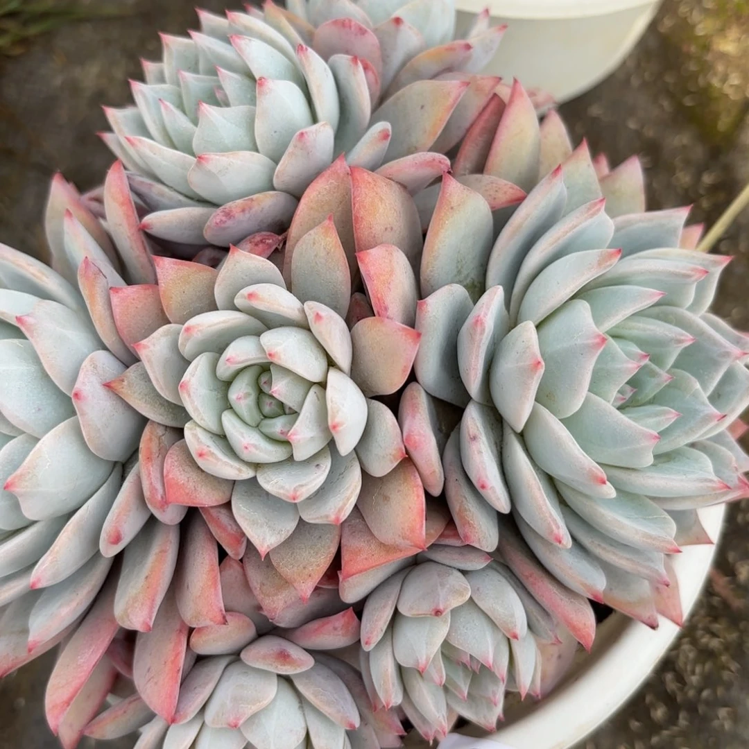 同温层多肉98粉蓝鸟