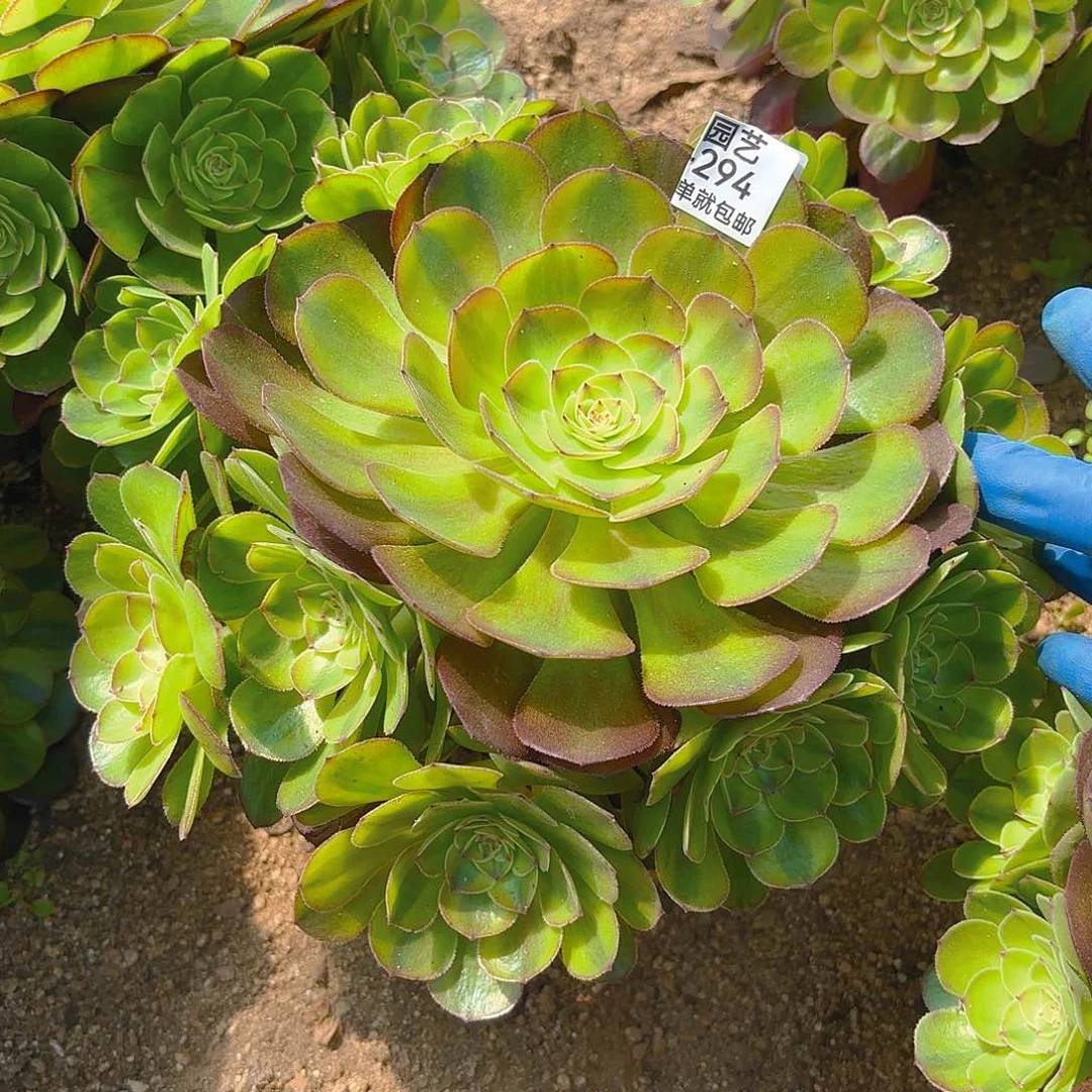 雨荷多肉植物三号294