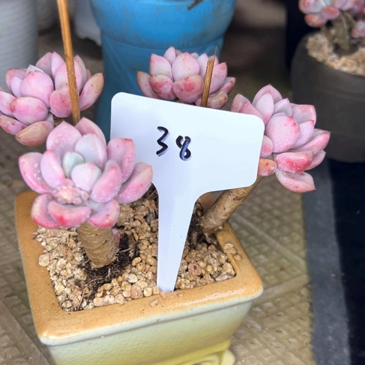 38号精品白鹭。