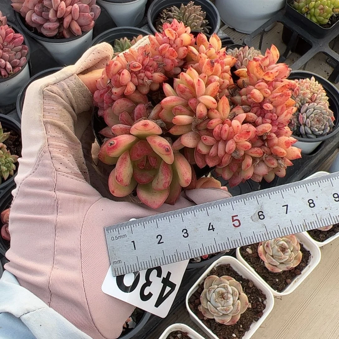 大***恼439 多肉植物组合盆栽