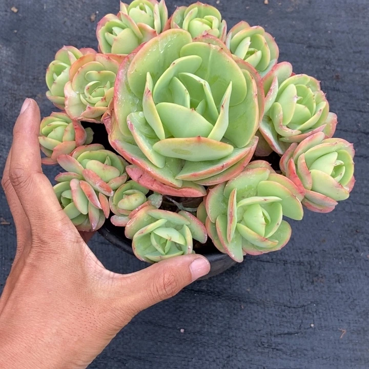 诗***语多肉植物一物一拍