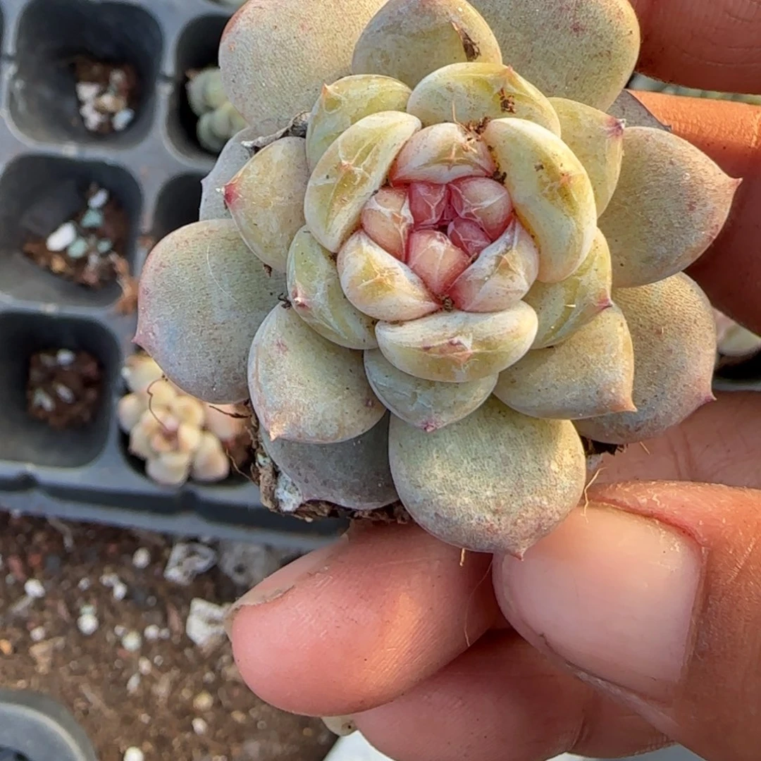 小卡拉米糖心一物一拍