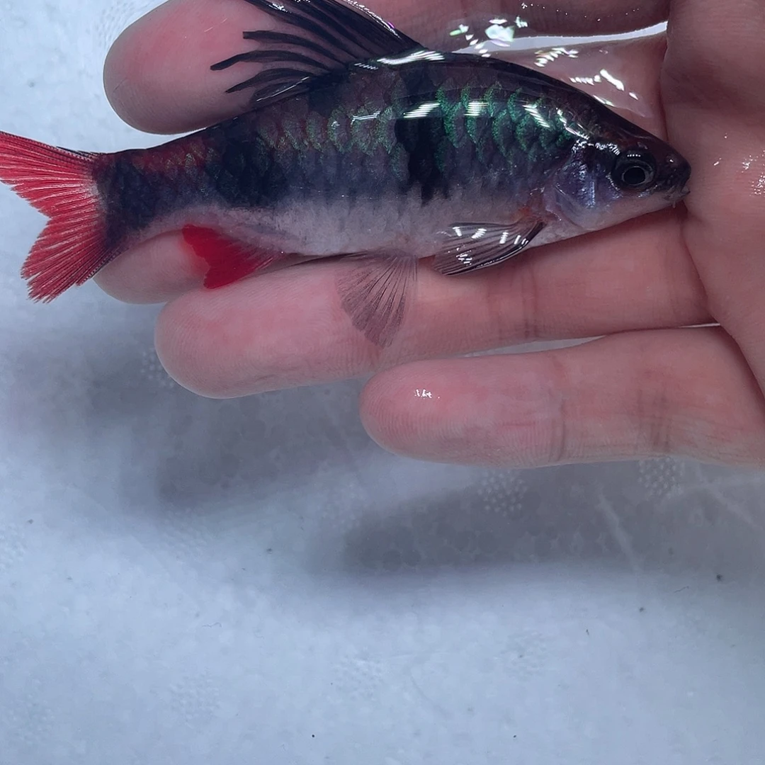 海水鱼红尾绿荧光鲫8-9cm