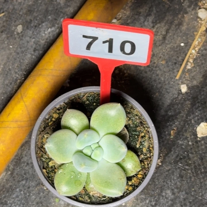 不***二多肉植物胖体哥特710