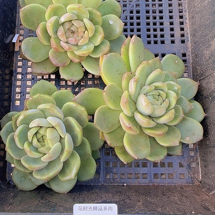 风***?花时光精品多肉162