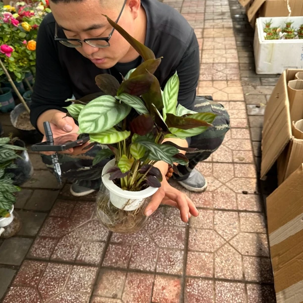 飞羽竹芋水培1个